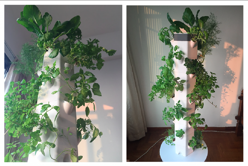 While Singapore screams 'no space,' Aerospring Gardens' founders said 'let's grow greens anyway!'